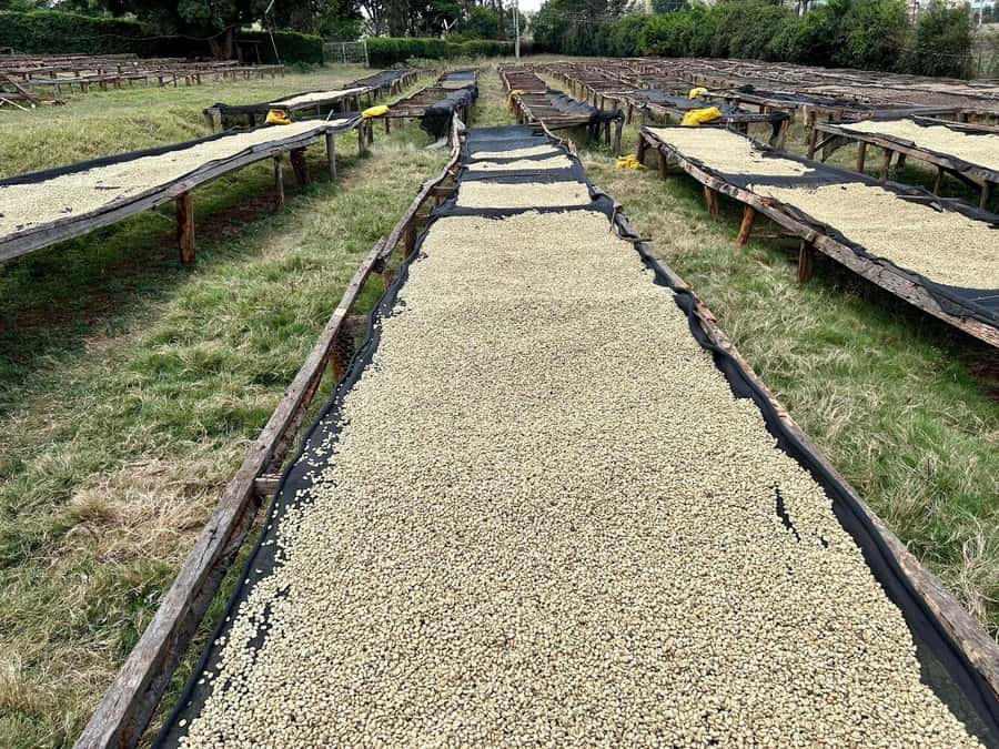 Fairview Coffee Estate Tour From Nairobi - Welcome briefing at the farm: history, rules of the walk, and what to watch for