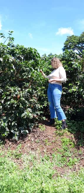 FAIRVIEW COFFEE FARM DAY TOUR - Fairview Coffee Estate, about 30 minutes from the city