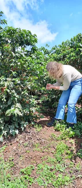 FAIRVIEW COFFEE FARM DAY TOUR - Hotel pickup and the question of value for your money