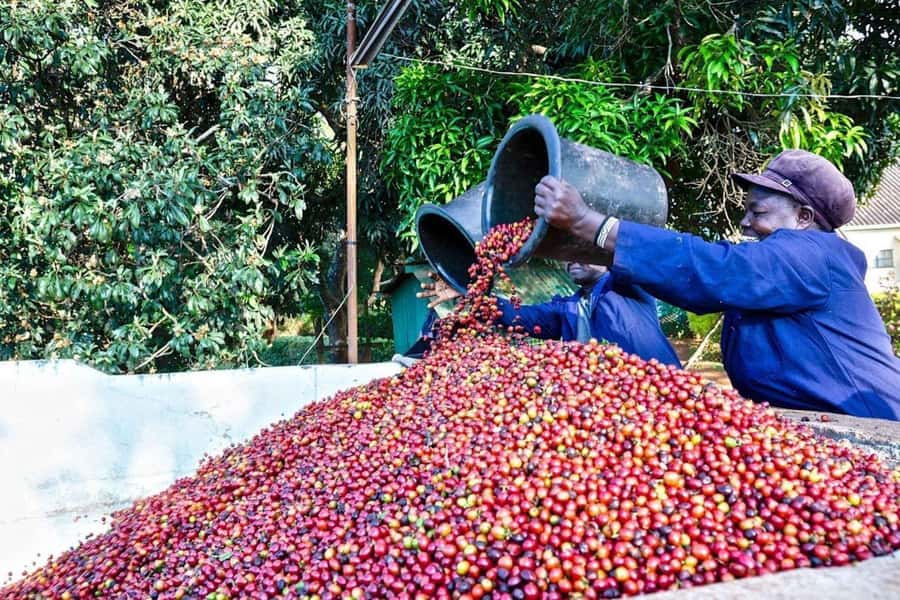 Fairview Coffee Farm Day Tour in Nairobi with Pickup - Fairview Coffee Estate in Kiambu: what you are really buying with this tour