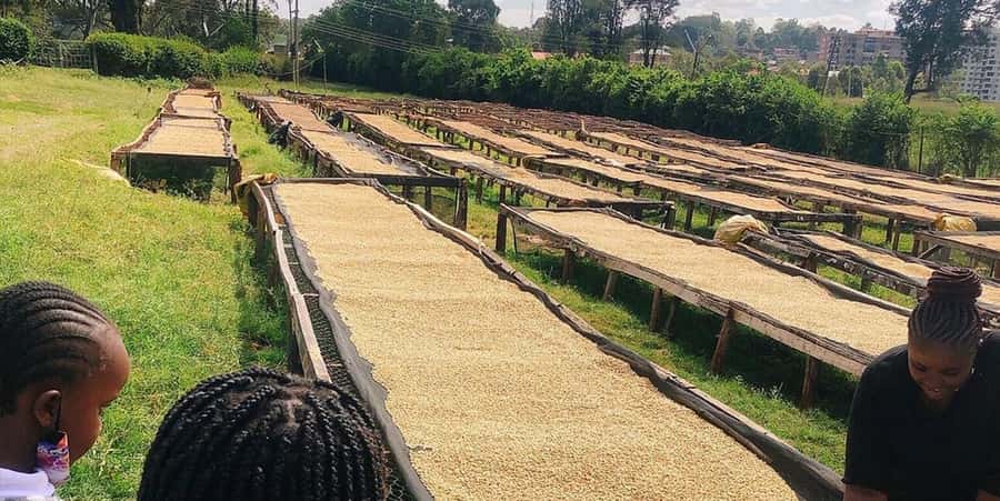 Fairview Coffee Farm Day Tour in Nairobi with Pickup - Coffee factory visit: the stages that turn cherries into green beans