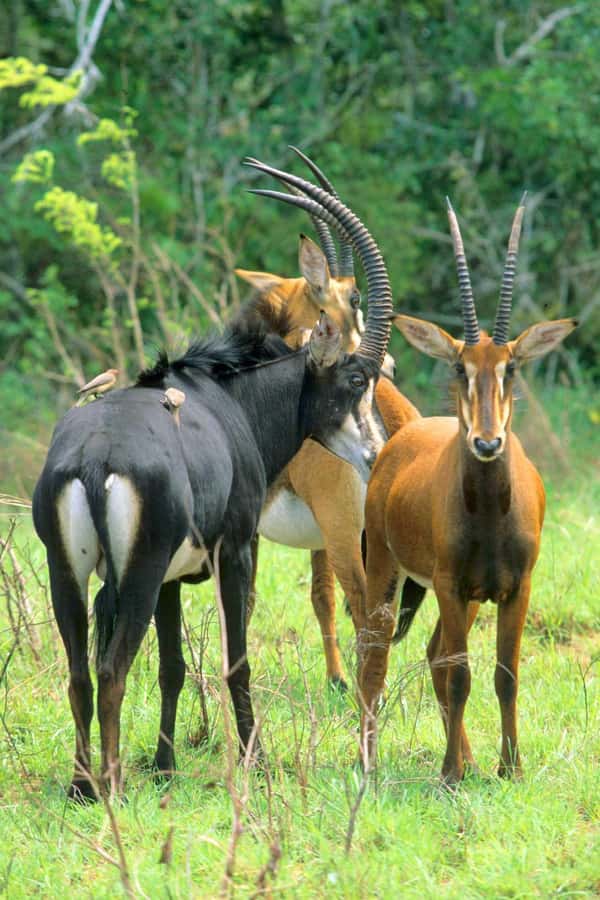 From Diani: Full Day Shimba hills tour with Sheldrick Falls - Key highlights you should know before you go