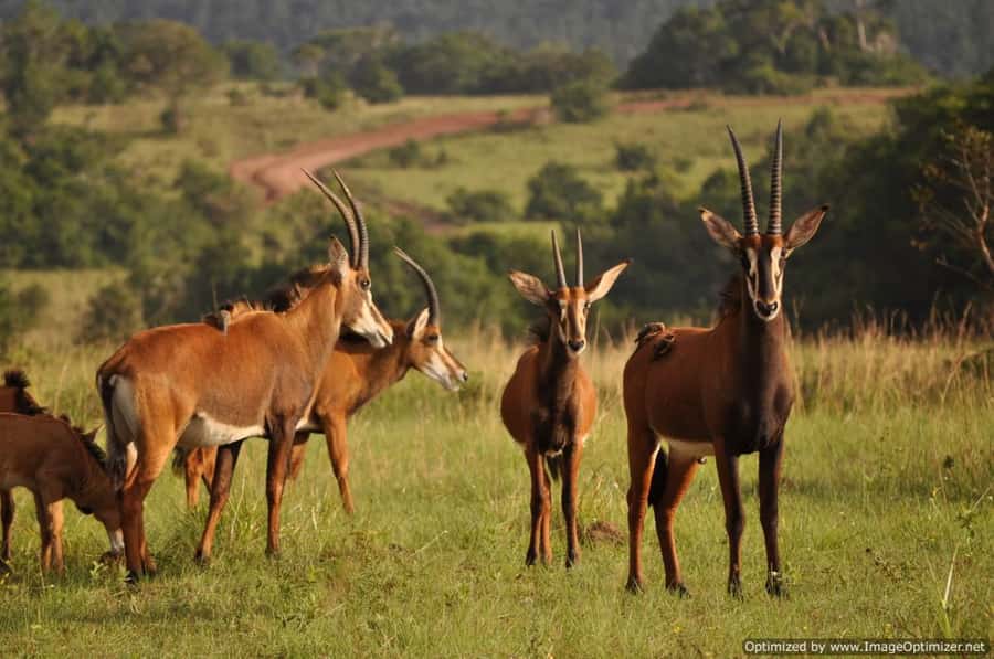 From Diani: Full Day Shimba hills tour with Sheldrick Falls - Lunch at Shimba Green Lodge: where you rest your legs