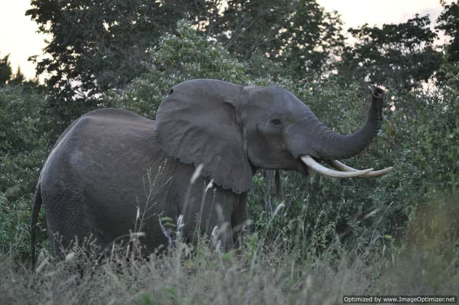 From Diani: Full Day Shimba hills tour with Sheldrick Falls - The real value question: is $208 per person fair?