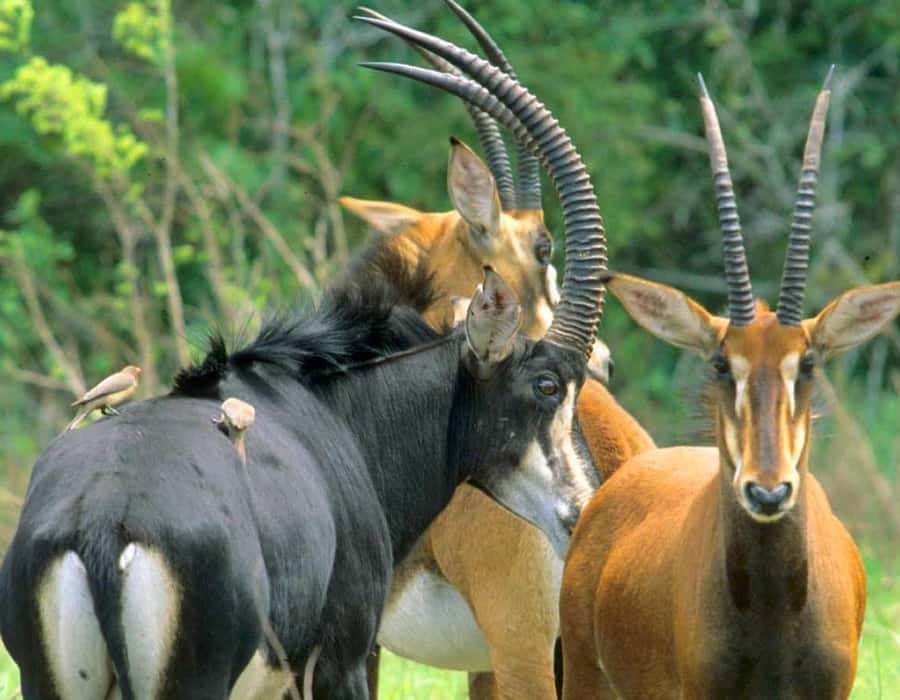 From Diani: Full Day Shimba hills tour with Sheldrick Falls - Should you book?