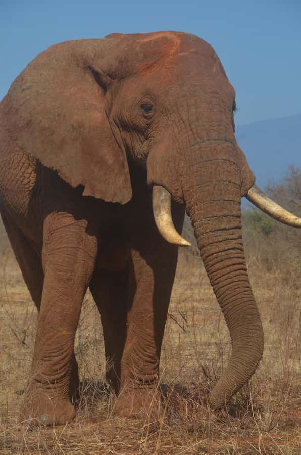 From Diani or Mombasa: Tsavo East National Park Day Trip - Key points to know before you go