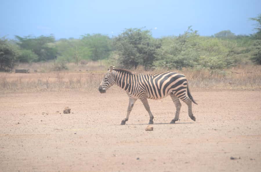 From Diani or Mombasa: Tsavo East National Park Day Trip - A one-day plan that actually makes sense for Tsavo East