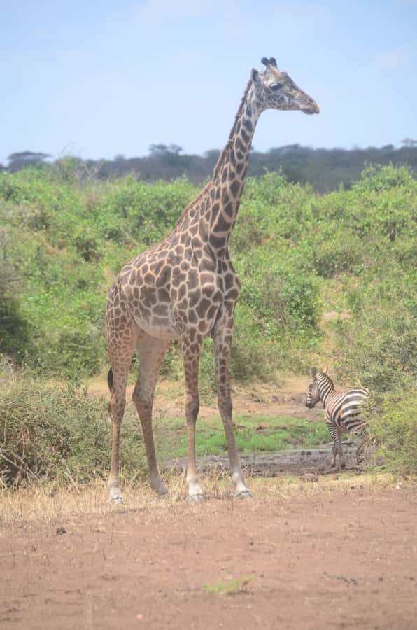 From Diani or Mombasa: Tsavo East National Park Day Trip - Morning game drive: chasing red elephants and the rest of the cast