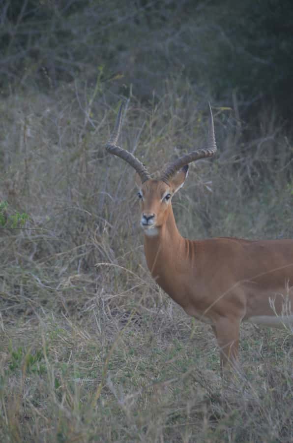 From Diani or Mombasa: Tsavo East National Park Day Trip - From the coast to Bachuma Gate: the sunrise drive matters