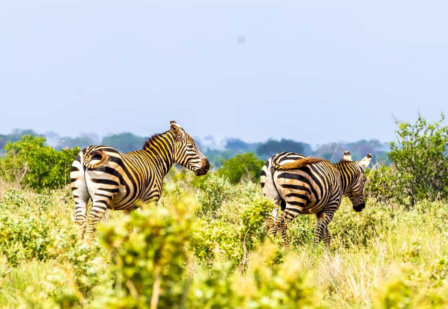 From Kilifi, Watamu, Malindi: Tsavo East Day Safari - Tsavo East in one day, what makes this route special