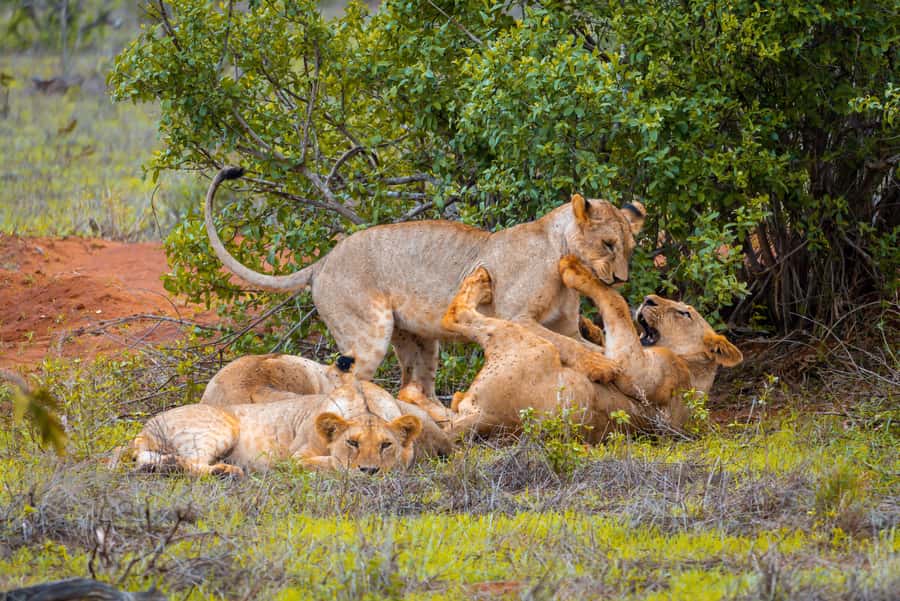From Kilifi, Watamu, Malindi: Tsavo East Day Safari - Pickup, the drive, and how the morning actually starts