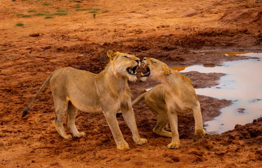 From Kilifi, Watamu, Malindi: Tsavo East Day Safari - Guides, languages, and the reality of matching expectations