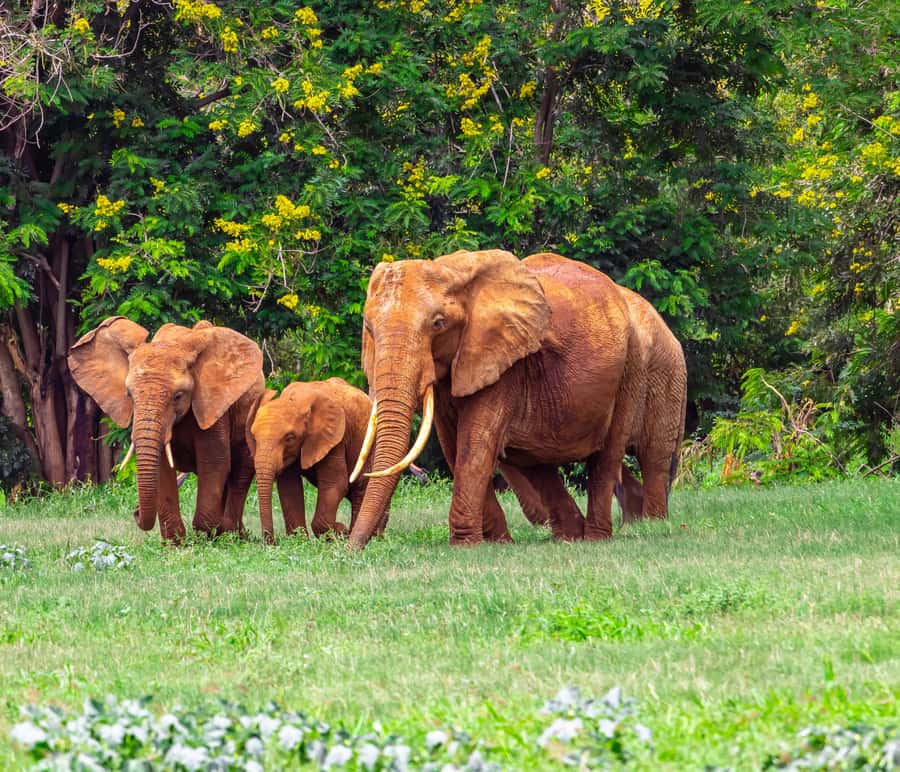 From Kilifi, Watamu, Malindi: Tsavo East Day Safari - Picnic lunch inside the park, and how to avoid payment surprises
