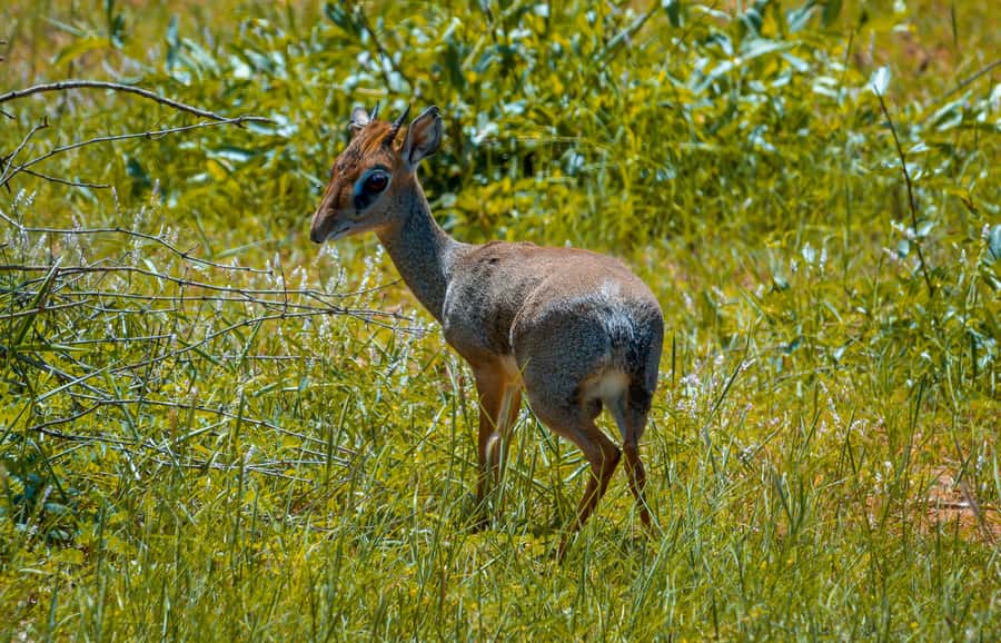 From Kilifi, Watamu, Malindi: Tsavo East Day Safari - Timing, comfort, and what 12 hours feels like