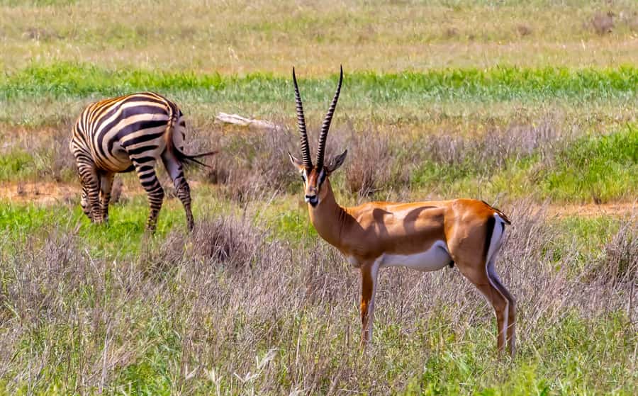 From Kilifi, Watamu, Malindi: Tsavo East Day Safari - Price and value: what $200 really buys