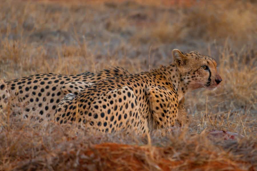 From Kilifi, Watamu, Malindi: Tsavo East Day Safari - What to bring from the coast side, so you do not regret it