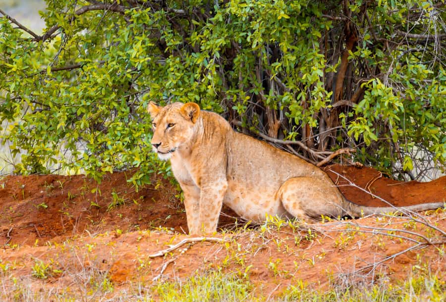 From Kilifi, Watamu, Malindi: Tsavo East Day Safari - Who this day safari suits best, and who should skip it