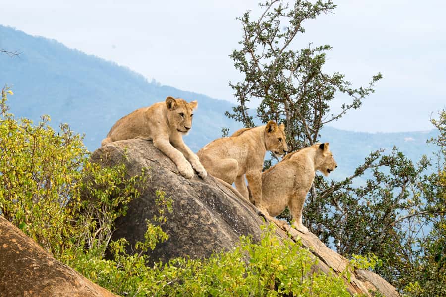 From Mombasa/Diani: Tsavo East National Park Day Trip - Aruba Dam: the water stop that can change your animal odds