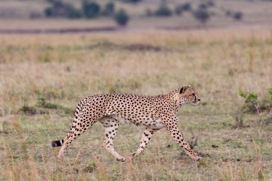 From Mombasa/Diani: Tsavo East National Park Day Trip - The second game drive: finish strong, not tired