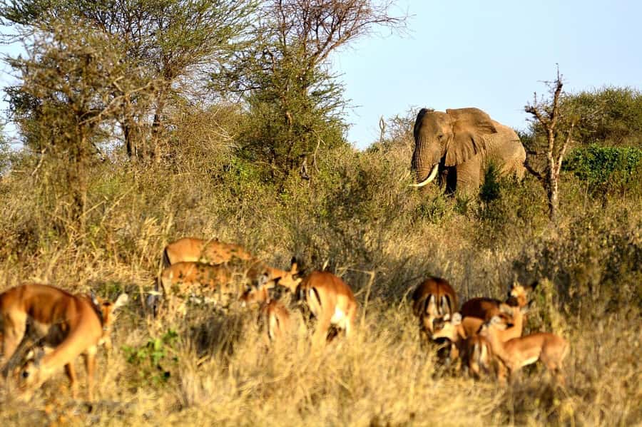 From Mombasa/Diani: Tsavo East National Park Day Trip - Transport, guide, and comfort choices that matter