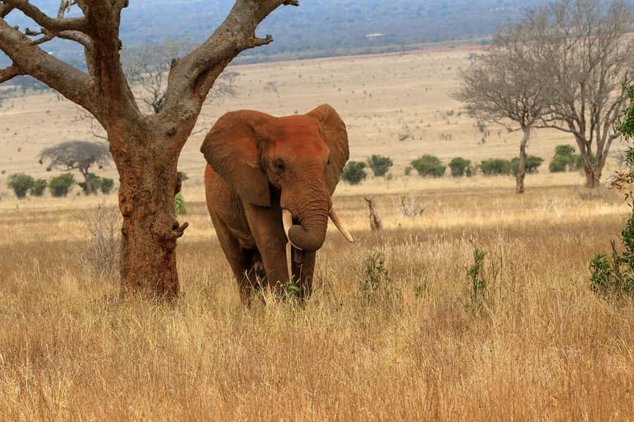 From Mombasa/Diani: Tsavo East National Park Day Trip - Entering Tsavo East at Bachuma Gate, then straight into viewing