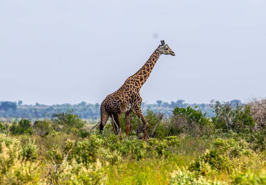 From Mombasa/Mtwapa/Diani/Tiwi: Tsavo East Full-Day Safari - Pickup zones and the morning machine: what your 10 hours really feel like