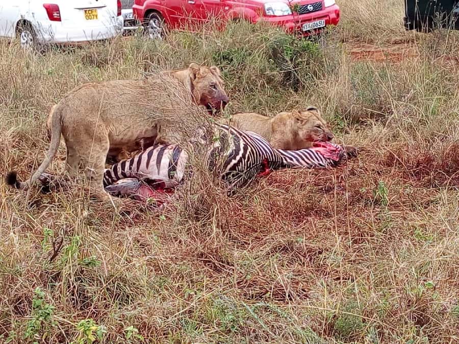 From Mombasa: Tsavo National Park Full-Day Group Trip - Key points before you go