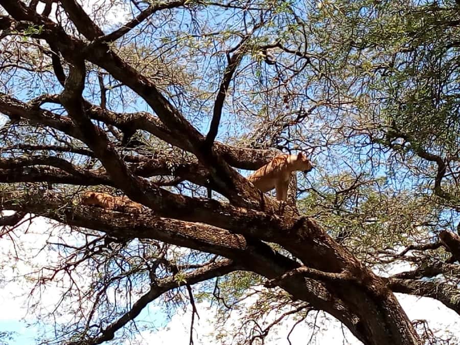 From Mombasa: Tsavo National Park Full-Day Group Trip - The main gate game drive: how your 5 hours in the park really works