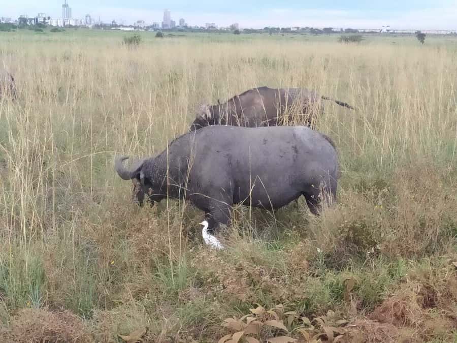 From Mombasa: Tsavo National Park Full-Day Group Trip - Afternoon drive: where Galana River moments usually make the trip