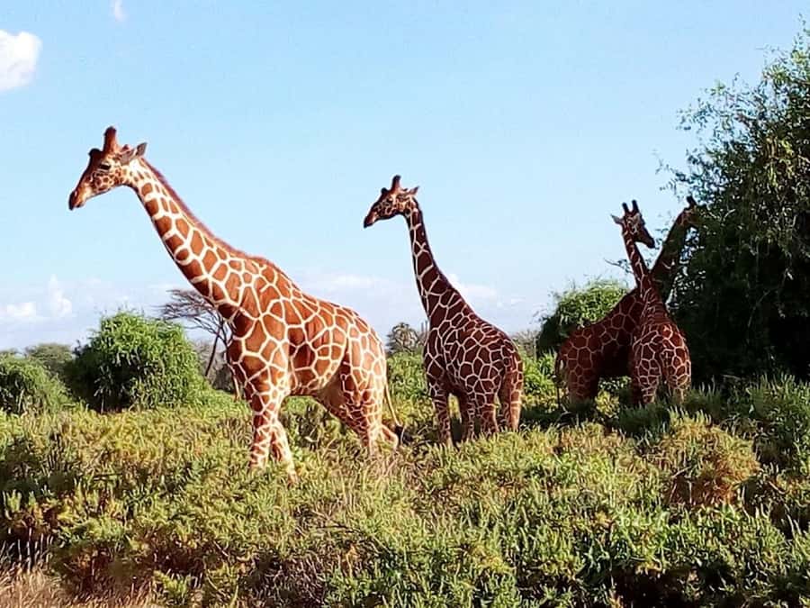 From Mombasa: Tsavo National Park Full-Day Group Trip - Who should book this one-day Tsavo East safari from Mombasa