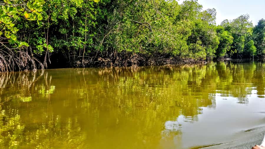 From Mombasa: Watamu Marine Park & Sudi Island Excursion - Driving north from Mombasa to Watamu: where the day really starts