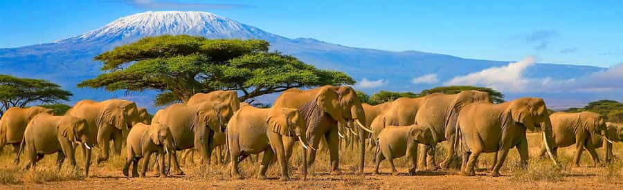 From Nairobi: 2-Day Amboseli National Park Safari - Day 1: Nairobi Pickup, the Athi Plain, and Elephants on Arrival