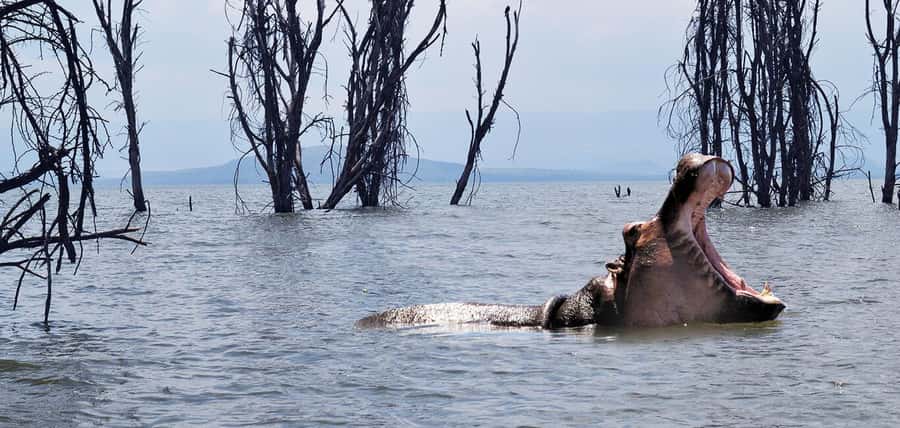 From Nairobi: 2-Day Naivasha Safari with Accommodation - Naivasha in two days, what you really get