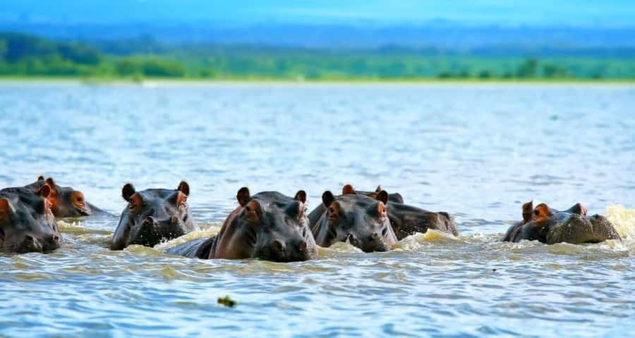 From Nairobi: 2-Day Naivasha Safari with Accommodation - Hell’s Gate National Park by bike, on foot, and through the gorge