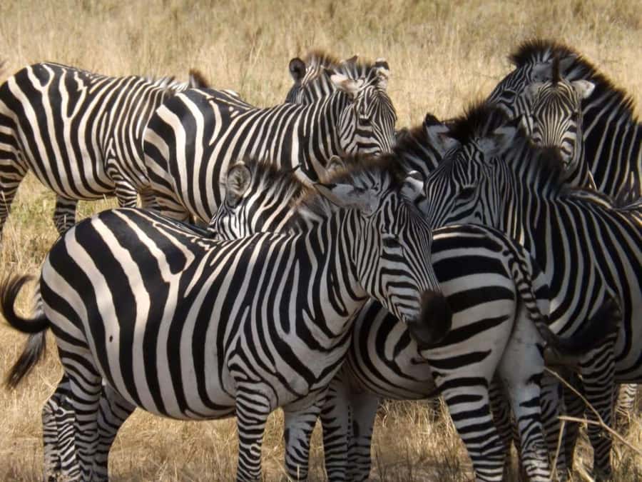 From Nairobi: 2-Day Naivasha Safari with Accommodation - Lake Naivasha boat ride and Crescent Island walk for hippos and birds