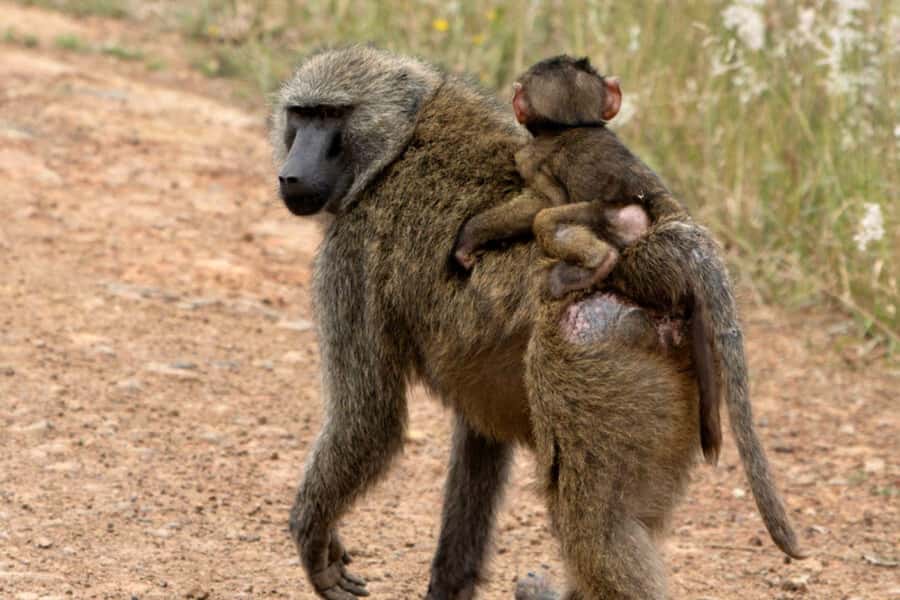 From Nairobi: 2-Day Naivasha Safari with Accommodation - How the $248 price stacks up: what you get, what you might add