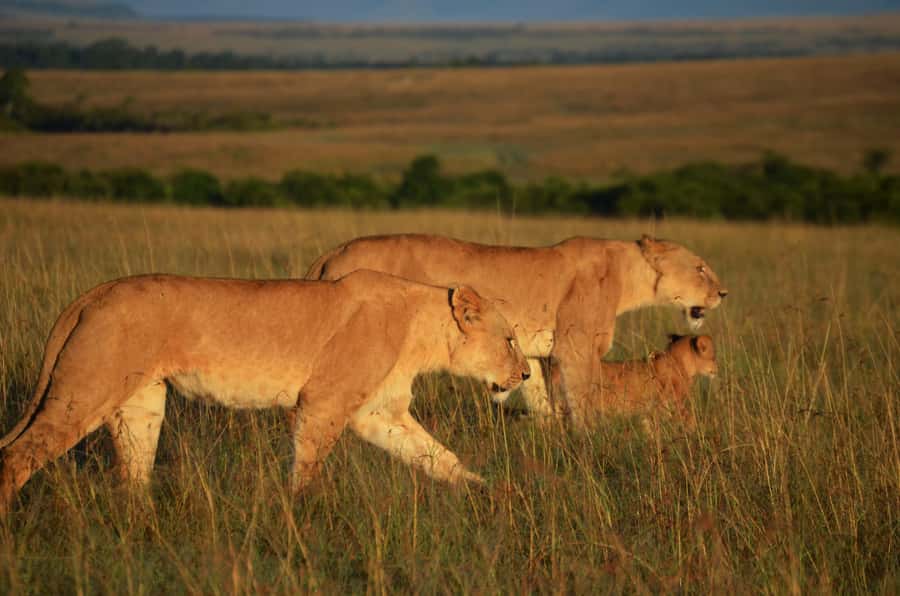 From Nairobi : 2-Days 1-Night Masai Mara Private 4WD Safari - Price and value: what $400 covers, and what to add for the full cost