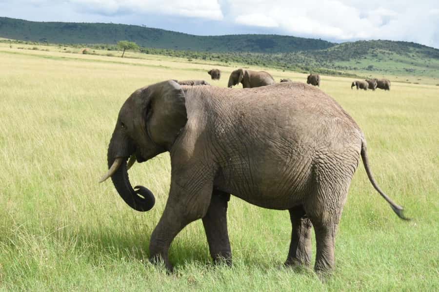 From Nairobi : 2-Days 1-Night Masai Mara Private 4WD Safari - Who this Masai Mara private safari suits best