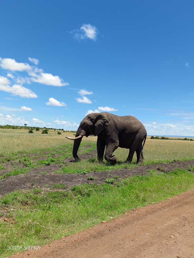 From Nairobi : 2-Days 1-Night Masai Mara Private 4WD Safari - Should you book this Nairobi to Masai Mara private 4WD safari?