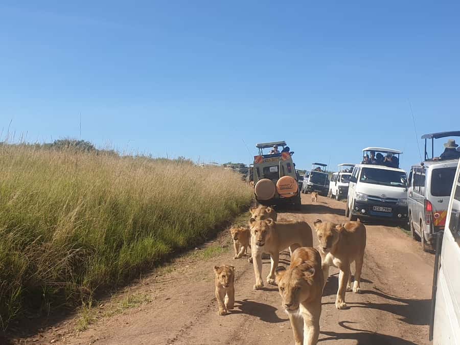 From Nairobi: 3 Days, 2 Nights Maasai Mara Group Safari - Key things I’d zoom in on before booking