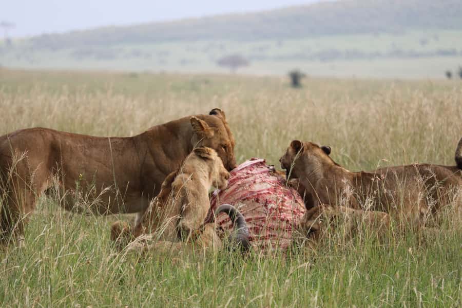 From Nairobi: 3 Days, 2 Nights Maasai Mara Group Safari - A full day for Big Five odds, plus a picnic lunch in the reserve