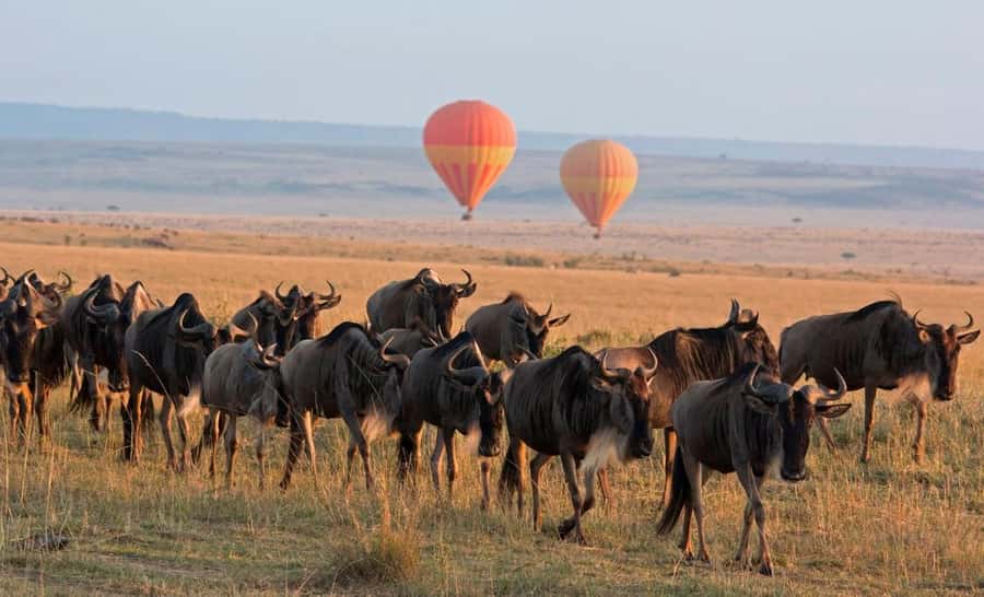 From Nairobi:3-Days 2-Nights Maasai Mara Group Safari in 4WD - Key highlights to know before you go