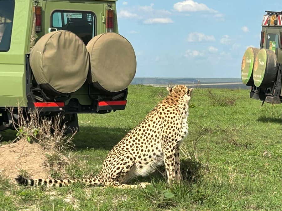 From Nairobi:3-Days 2-Nights Maasai Mara Group Safari in 4WD - Who this Maasai Mara group safari is best for