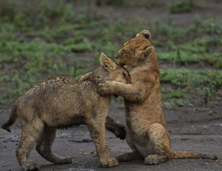 From Nairobi:3-Days 2-Nights Maasai Mara Group Safari in 4WD - Day 2 full-day Maasai Mara drives, for big sightings and slow scans