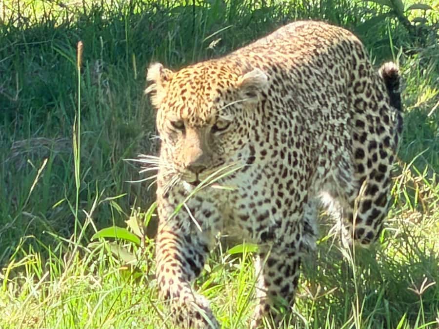 From Nairobi:3-Days 2-Nights Maasai Mara Group Safari in 4WD - The money reality: park entry fees can change the total