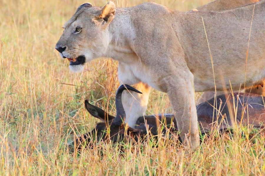 From Nairobi:3-Days 2-Nights Maasai Mara Group Safari in 4WD - Group safari pace, vehicle style, and how to stay comfortable