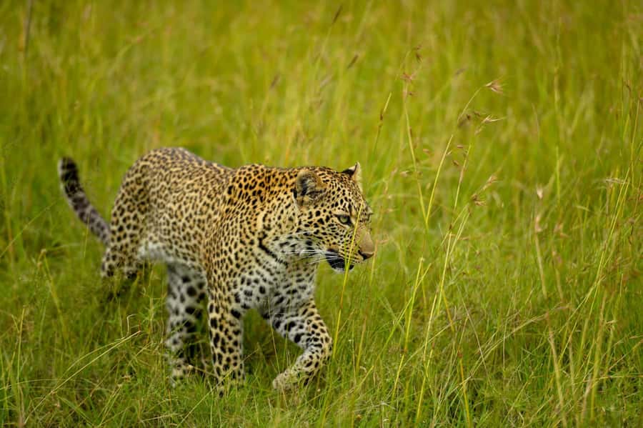 From Nairobi:3-Days 2-Nights Maasai Mara Group Safari in 4WD - Optional Masai village visit: culture add-on with an extra fee