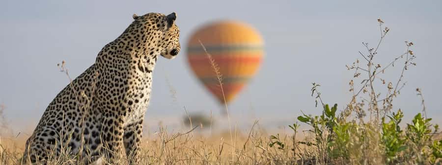 From Nairobi:3-Days 2-Nights Maasai Mara Group Safari in 4WD - Open-roof 4WD game drives, and why the timing actually matters
