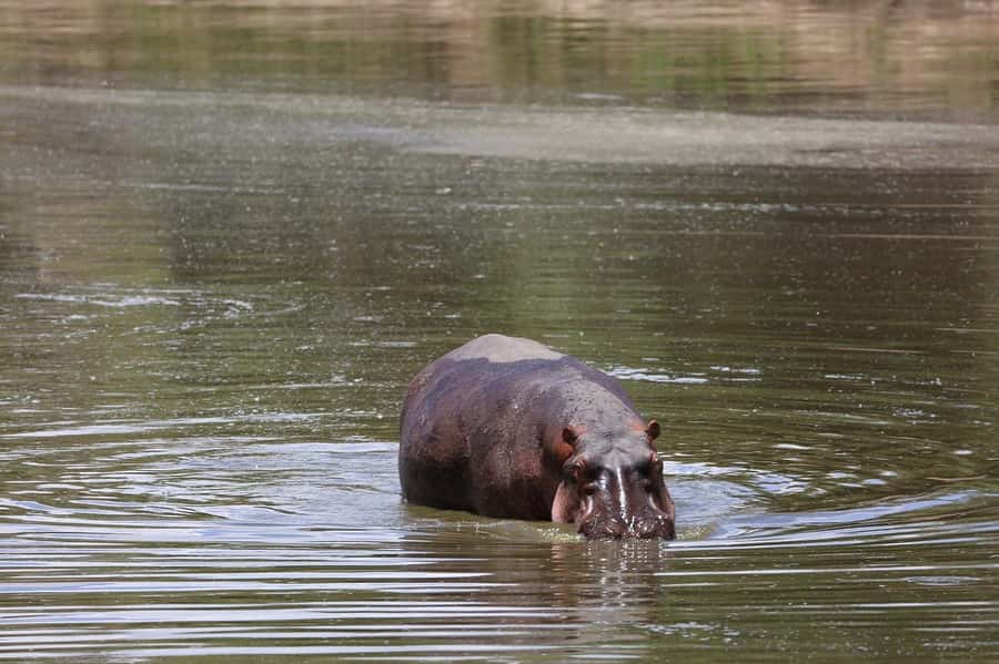 From Nairobi: 3 Days 2 Nights Masai Mara Group Safari - Price and Logistics: What $200 Covers, and What Can Surprise You