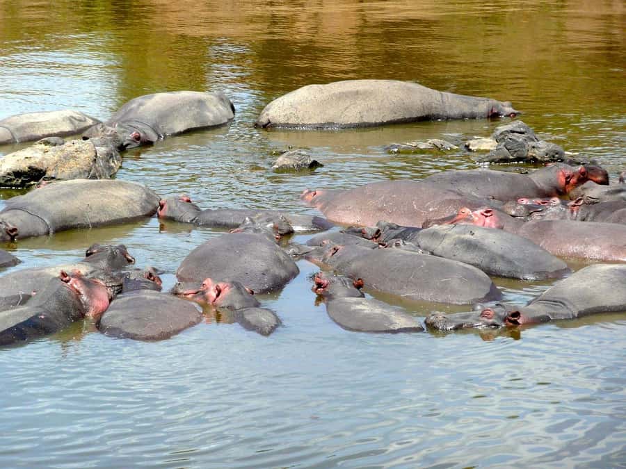 From Nairobi: 3 Days 2 Nights Masai Mara Group Safari - Wildlife Timing: How to Think About the Big Five and the Migration